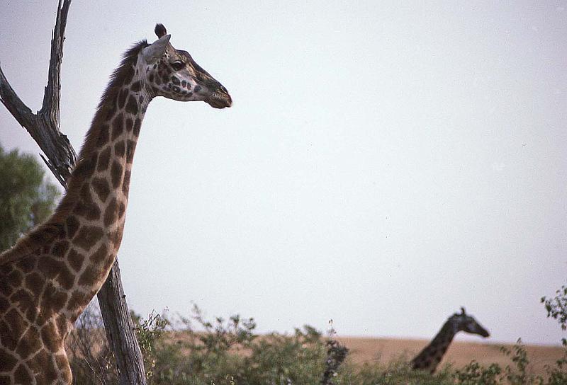 WT 1400 200-04 Kenya.jpg